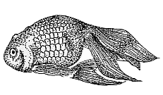 幻の金魚　津軽錦